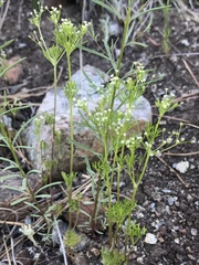 Apiastrum angustifolium
