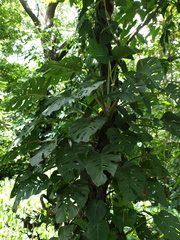 Monstera obliqua