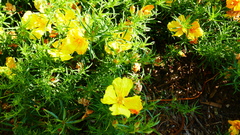 Onagraceae