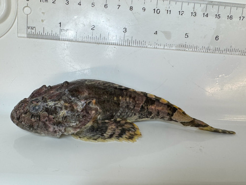 Grubby sculpin (Myoxocephalus aenaeus) — Cottidae — 2