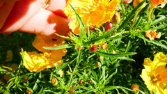 Onagraceae