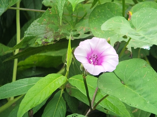 Ipomoea batatas image