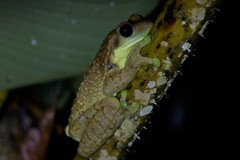 Trachycephalus cunauaru