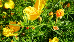 Onagraceae