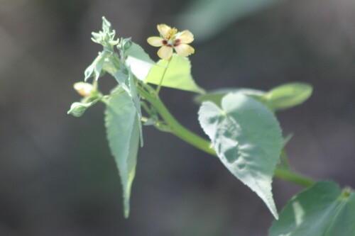Image of Abutilon trisulcatum by no rights reserved