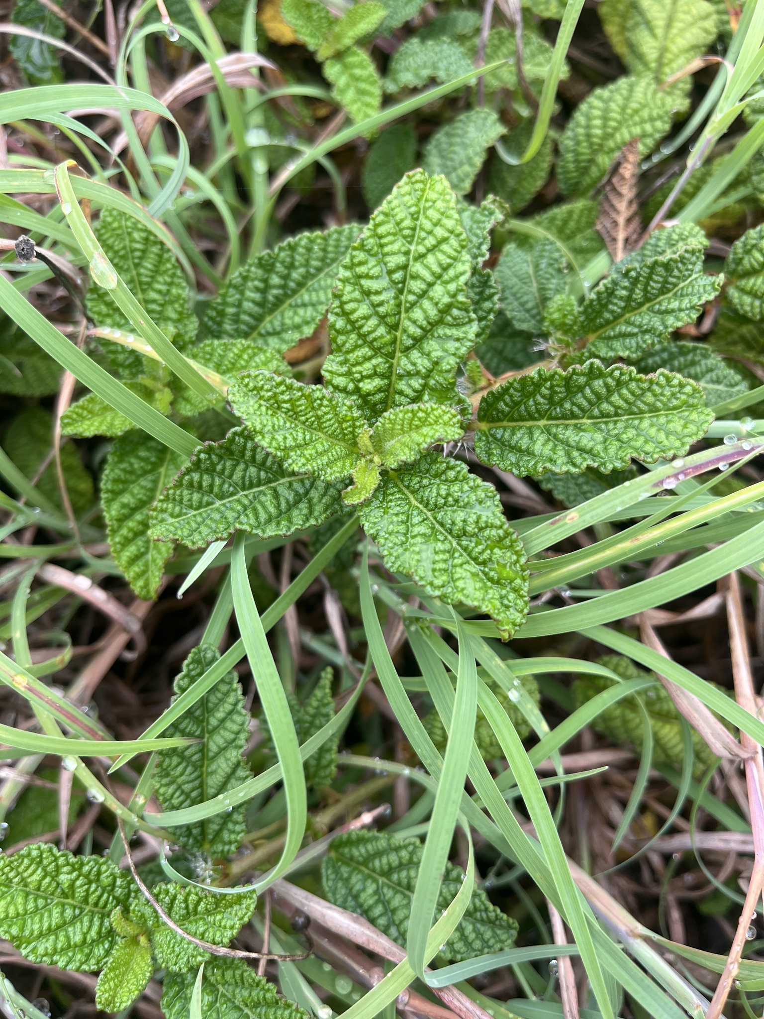 Acalypha nemorum 2