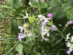 Raphanus sativus raphanistroides