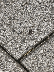 Armadillidium vulgare