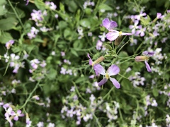 Raphanus sativus raphanistroides