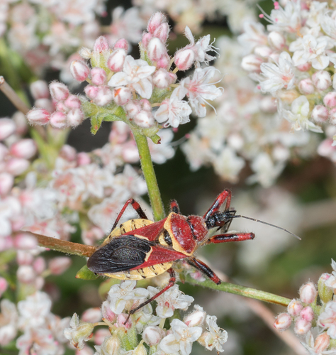 Yellow-bellied Bee Assassin photo 5