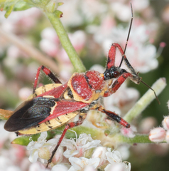 Apiomerus flaviventris
