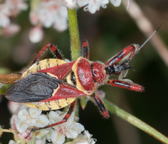 Apiomerus flaviventris