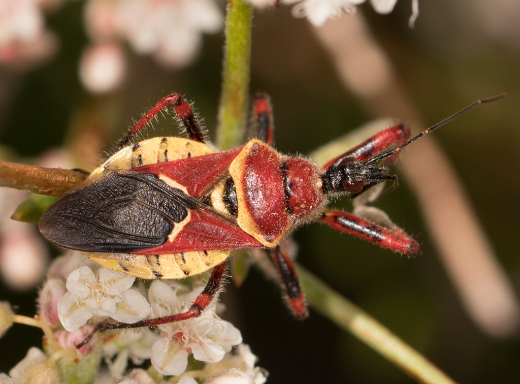 Yellow-bellied Bee Assassin