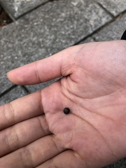 Armadillidium vulgare