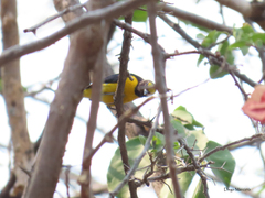 Euphonia affinis