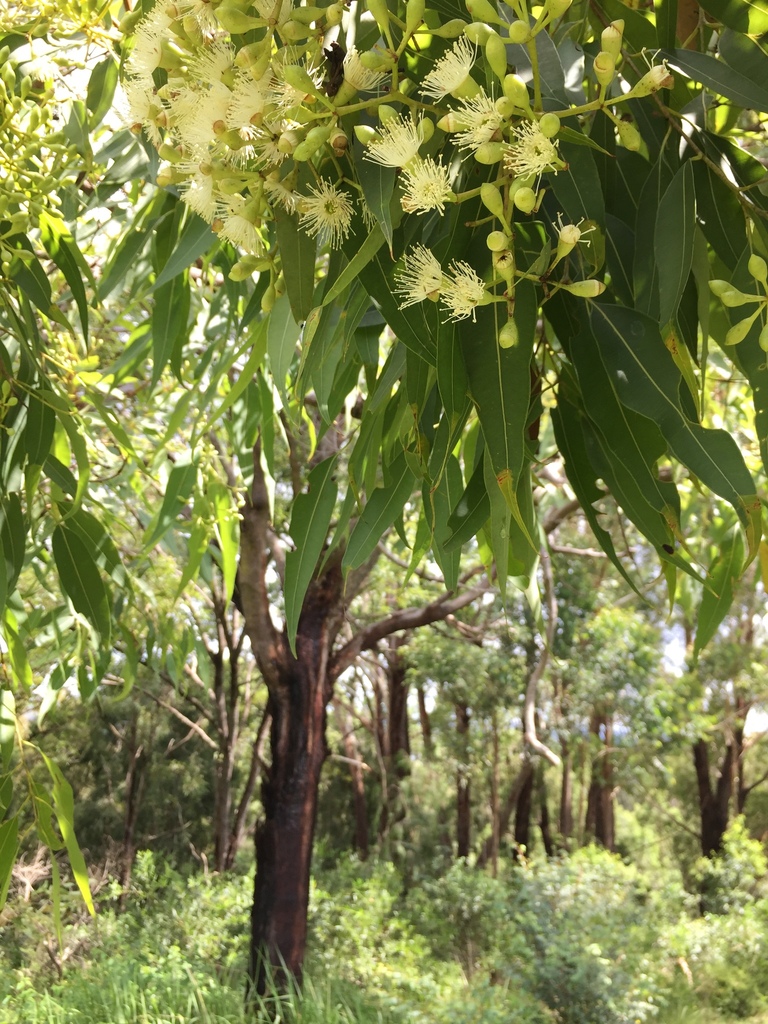 Pink Bloodwood from Coomba Park NSW 2428, Australia on January 31, 2021 ...