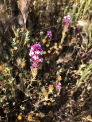 Castilleja densiflora gracilis