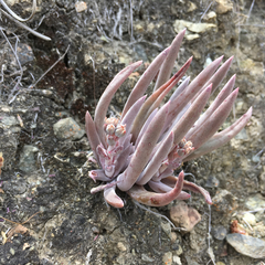 Dudleya abramsii bettinae