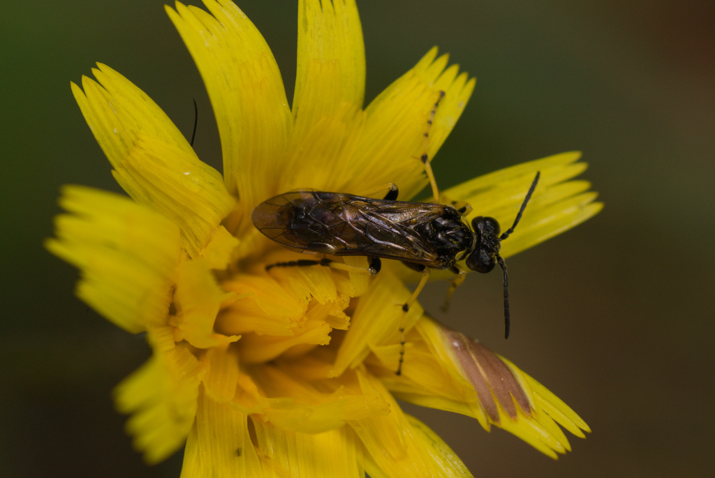 Tenthredo xanthopus