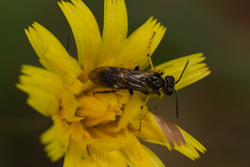 Tenthredo xanthopus