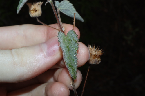 Image of Abutilon cryptopetalum by (c) Thomas Mesaglio, some rights reserved (CC BY)