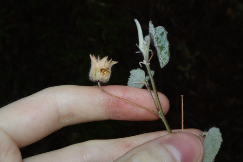 Image of Abutilon cryptopetalum by (c) Thomas Mesaglio, some rights reserved (CC BY)