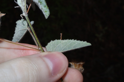 Image of Abutilon cryptopetalum by (c) Thomas Mesaglio, some rights reserved (CC BY)