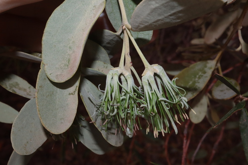 Amyema maidenii (Amyema maidenii)