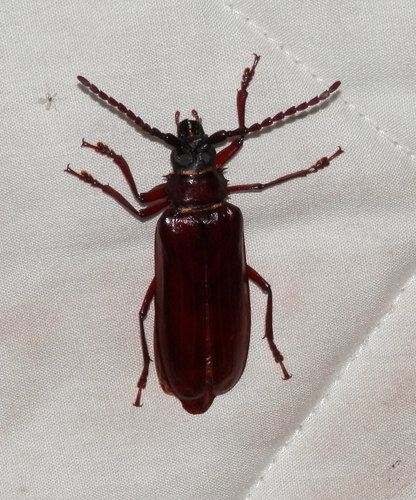 Orthosoma brunneum