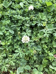 Trifolium repens