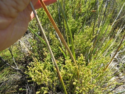 Image of Slender Rushiris (Bobartia filiformis) by (c) linkie, some rights reserved (CC BY)