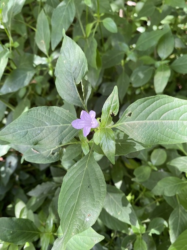Ruellia squarrosa iNat (2)