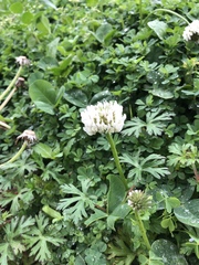 Trifolium repens
