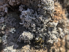 Stereocaulon sterile