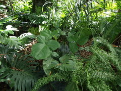 Philodendron barrosoanum