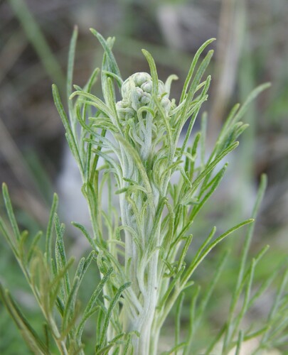 Image of Chalk Hill hymenopappus by (c) saltyhiker, some rights reserved (CC BY)