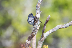 Anairetes fernandezianus