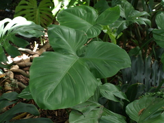 Philodendron barrosoanum