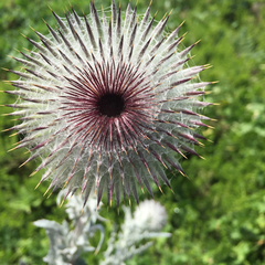 Cirsium occidentale occidentale