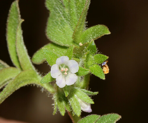 Image of Phacelia ranunculacea by (c) Gordon C. Snelling, some rights reserved (CC BY)