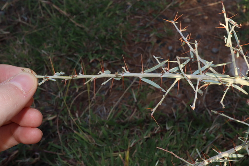 Image of Acacia victoriae by (c) Thomas Mesaglio, some rights reserved (CC BY)