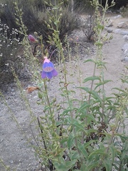 Penstemon spectabilis