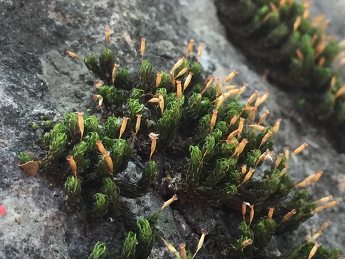 Ptychomitrium serratum