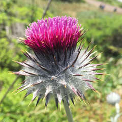 Cirsium occidentale occidentale