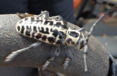 Plectrodera scalator