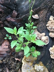 Mecardonia procumbens