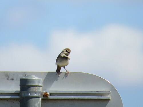 Rufous Songlark (Cincloramphus mathewsi), photo 5