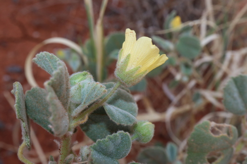 Image of Abutilon halophilum by (c) Thomas Mesaglio, some rights reserved (CC BY)