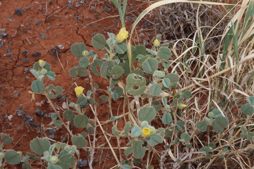 Image of Abutilon halophilum by (c) Thomas Mesaglio, some rights reserved (CC BY)