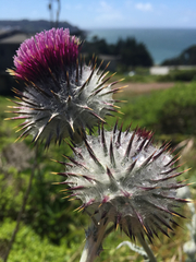 Cirsium occidentale occidentale